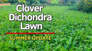 Clover and Dichondra Lawn  Summer Update June 2024  Lawncare and Landscape Maintenance [upl. by Rutledge]