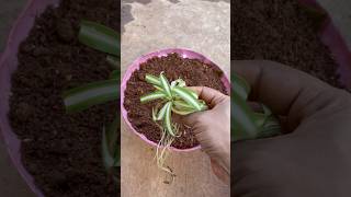 Reusing ♻️bottle top ➡️to grow spider plant youtubeshorts trending shortsfeed shortsfeed [upl. by Selden536]