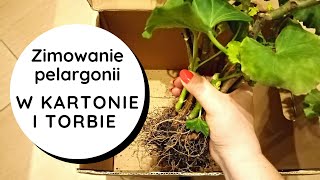 👉Zimowanie pelargonii w torbie papierowej i kartonie🌸👍 Jak przezimować przechować pelargonie zimą❓ [upl. by Kimberley]