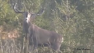 Cerbul carpatin un magnific exemplar boncănind  Carpathian Stag a magnificent specimen [upl. by Ttessil814]