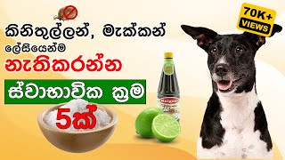 5 Natural Remedies for Your Dogs in Sinhala  කිනිතුලු ප්‍රශ්නෙට ස්වභාවික පිළියම් 5 ක් [upl. by Arec]