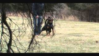 Training a Rottweiler Schutzhund [upl. by Zarger149]