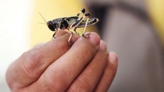 Could an Xbox help stop locust swarms [upl. by Sandye]