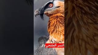 bearded vulture [upl. by Siraved]