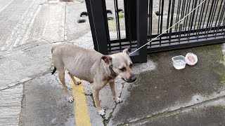 Abandoned when about to give birth pregnant dog desperately begs owner [upl. by Airal]