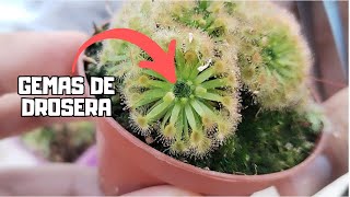 REPRODUCE DROSERAS  Aprende a cultivar gemas [upl. by Ylloh785]