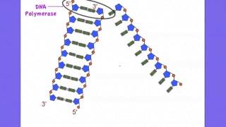 27 The roles of Helicase and DNA polymerase in DNA replication [upl. by Riggall]