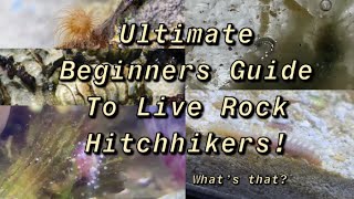 The Ultimate Beginners Guide To Live Rock Hitchhikers  part 1 [upl. by Olegna4]