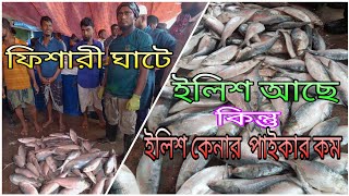 ফিশারী ঘাটে ইলিশ আছে কিন্তু ইলিশ কেনার পাইকার কম। Hilsa Fish Fishery Ghat Chattogram [upl. by Sully]