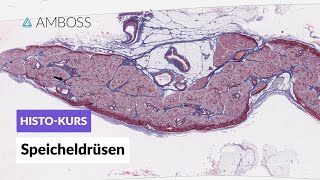 Histologie Speicheldrüsen Parotis Glandula submandibularis amp Glandula sublingualis  AMBOSS Video [upl. by Runck]