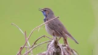 Bluethroat Call birds birdsounds [upl. by Jurgen]