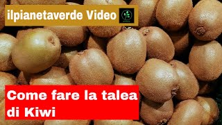 Come fare la talea di kiwi [upl. by Nester145]