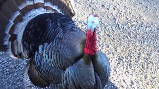 Turkey gobble [upl. by Lurlene]