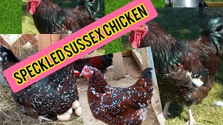 Sussex chicken breed  speckled Sussex chicken  Sussex chicken eggs production  light Sussex [upl. by Yatnuhs]