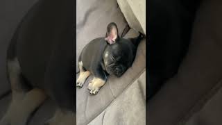 Frenchie puppy [upl. by Juanita910]