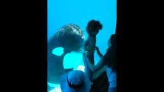 Killer whale attack at Marineland [upl. by Nicholas588]