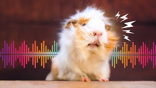 7 Guinea Pig Sounds amp What They Mean with Examples [upl. by Modestia]