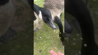 Being Mugged And Pecked By Canada Geese  Thornes Park birds avian nature [upl. by German]