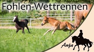 FohlenWettrennen zwischen Tino amp Kate [upl. by Yesac]