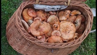 Lactarius deliciosus brotea rovelló niskalo pinatell [upl. by Ruperto]