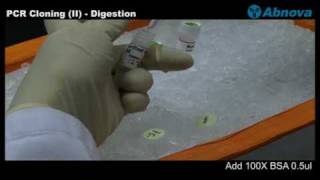 PCR Cloning II Digestion [upl. by Packer]