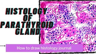 parathyroid gland histology  step by step Drawing  anatomy [upl. by Oulman]