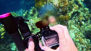 Roatan September 2024 Turtle Terrace Uncut Dive [upl. by Matelda]