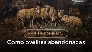 Homilia Dominical  A esperança das ovelhas abandonadas 16º Domingo do Tempo Comum [upl. by Tammara832]