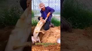 I found a foxHe gets stuck in the hole youtubeshorts viralvideo sort [upl. by Cutlor]