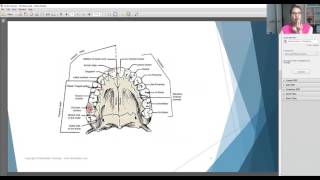 Learning the Tooth Surfaces With Dentalelle Tutoring [upl. by Boyt]