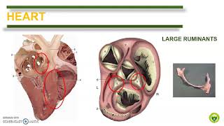 Comparative Anatomy Cardiovascular System [upl. by Rufford734]