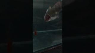 Arapaima feeding part3 fishing fish shortvideo monster arapaima arapaimafish [upl. by Neras]