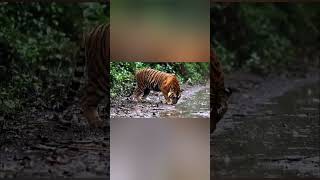 Tiger Crosses Road  Wild India  Tiger Sightings  Animal Encounters shorts tigersafariindia [upl. by Iy]