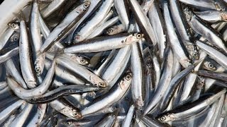 How to Clean and Prepare Fresh Anchovies كيفية تنظيف وتحظير سمك الانشوبة [upl. by Purington]