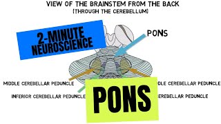 2Minute Neuroscience Pons [upl. by Doownelg]