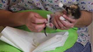 Orphaned Kitten Care How to Videos  How to Stimulate an Orphaned Kitten to Urinate and Defecate [upl. by Gnat]