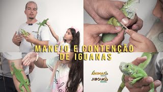 COMO CONTER UMA IGUANA [upl. by Sherill]