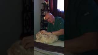 How massage can help your dogs luxating patella [upl. by Alaekim]