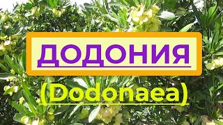 Флора Израиля Додонея Dodonaea вечнозеленый кустарник для живых изгородей и как комнатное растен [upl. by Samira8]