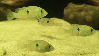 Geophagus sp Pindaré bij Aquarium Speciaalzaak Utaka [upl. by Anelet]