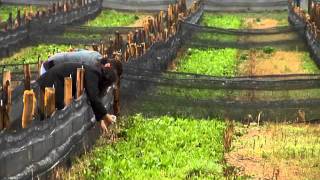 Breeding of edible snails brought together an Italian agriculturist and two Greek entrepreneurs  IT [upl. by Yadroc654]