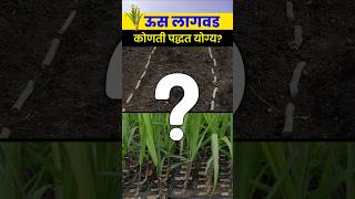 योग्य Us Lagwad पद्धतीने मिळवा चांगले उत्पादन। us lagwad mahiti l agrostar l FarmingTips [upl. by Alvinia]