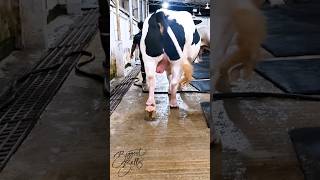 1200 kg Holstein Friesian bull [upl. by Coombs134]