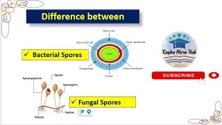 Bacterial spores vs Fungal spores spore bacteriology mycology shomubiology microbiology [upl. by Refiffej]