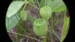 Physalis virginiana Virginia Ground Cherry [upl. by Henarat]