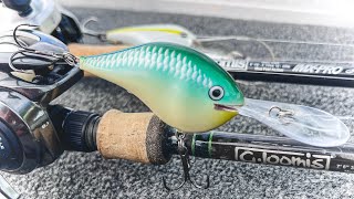 Summer To Fall These Crankbaits Keep Catching Fish [upl. by Eintrok]