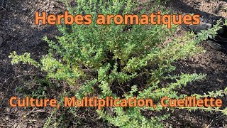 Herbes aromatiques culture multiplication et cueillette [upl. by Cathryn]