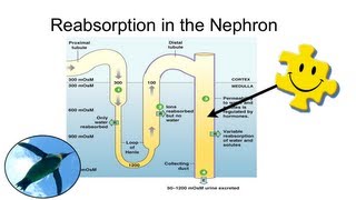 Reabsorption in the Nephron [upl. by Wein806]