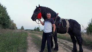 🔥PERCHERON🔥Фараон і Зірка Славка💪 лисанського🏕 [upl. by Chao865]