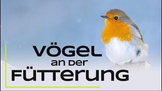 15 häufige Vogelarten an der Winterfütterung  Erkennen und nützliche Infos [upl. by Nimsay]